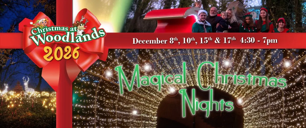 Magical Christmas Nights 2026