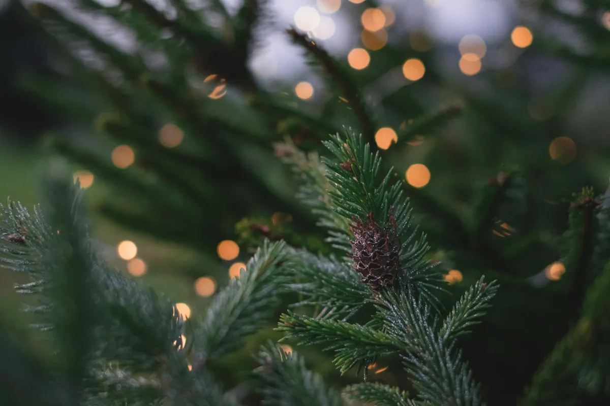 Newton Abbot Christmas Fayre 2026 — Newton Abbot Racecourse